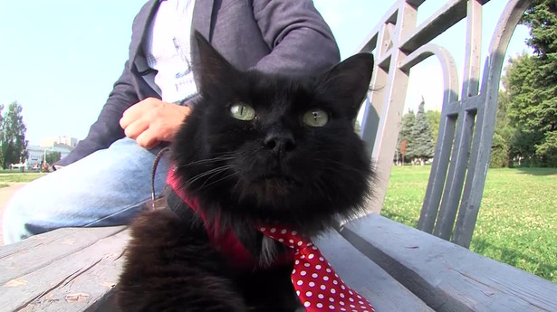 Kot parlamentarzysta? Właściciel kota z Kostromy zgłosił swojego pupila do wyborów