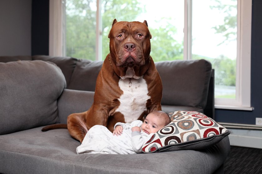 Największy pit bull świata opiekuje się niemowlęciem. Oszaleli?!