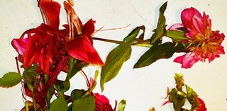 Daughtry 'Baptized' - recenzja