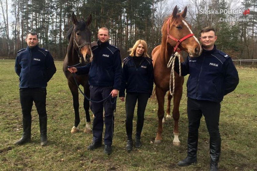 Opus i Widim nowe konie w policji