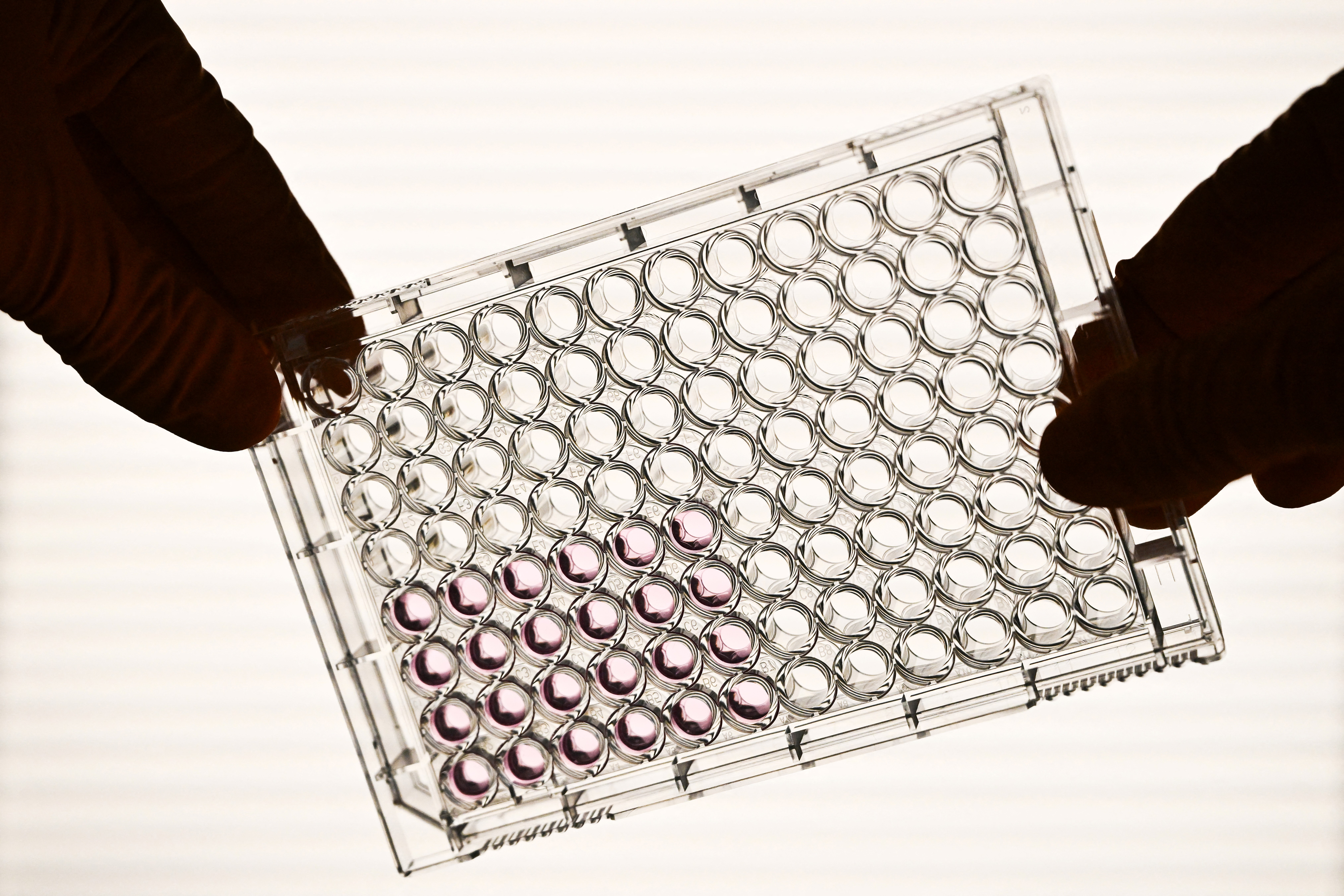 Carne coltivata: Della Vedova contro divieto italiano