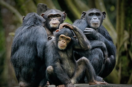 "Ludzie pochodzą od małp". Sześć "prawd" o ewolucji, które są źle rozumiane