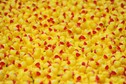 Duck Race