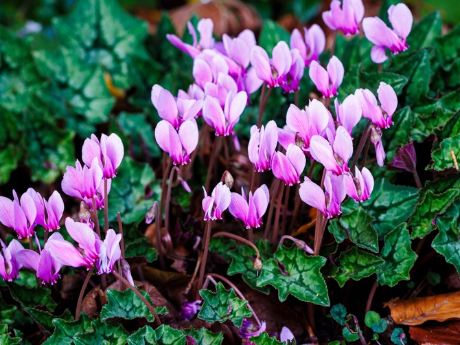 Evo kako da vam ciklama cveta do marta
