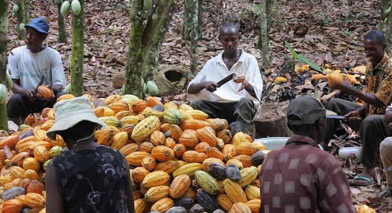 Cocoa farmers