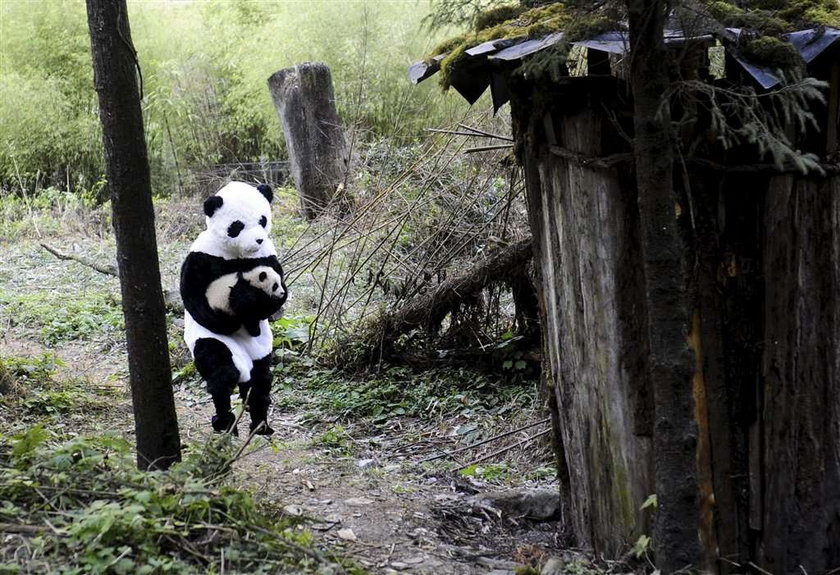 To ja, twoja mama panda. Naprawdę?