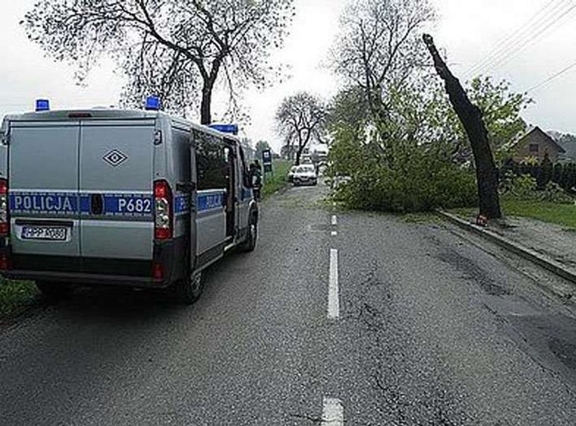 Drzewo przygniotło przechodnia. Przeżył!