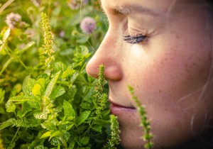 Mirisi se prvo hvataju posebnim olfaktornim nervnim ćelijama u nosu