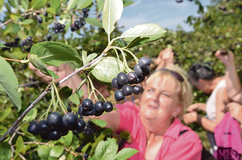 Aronija je veoma laka za uzgajanje