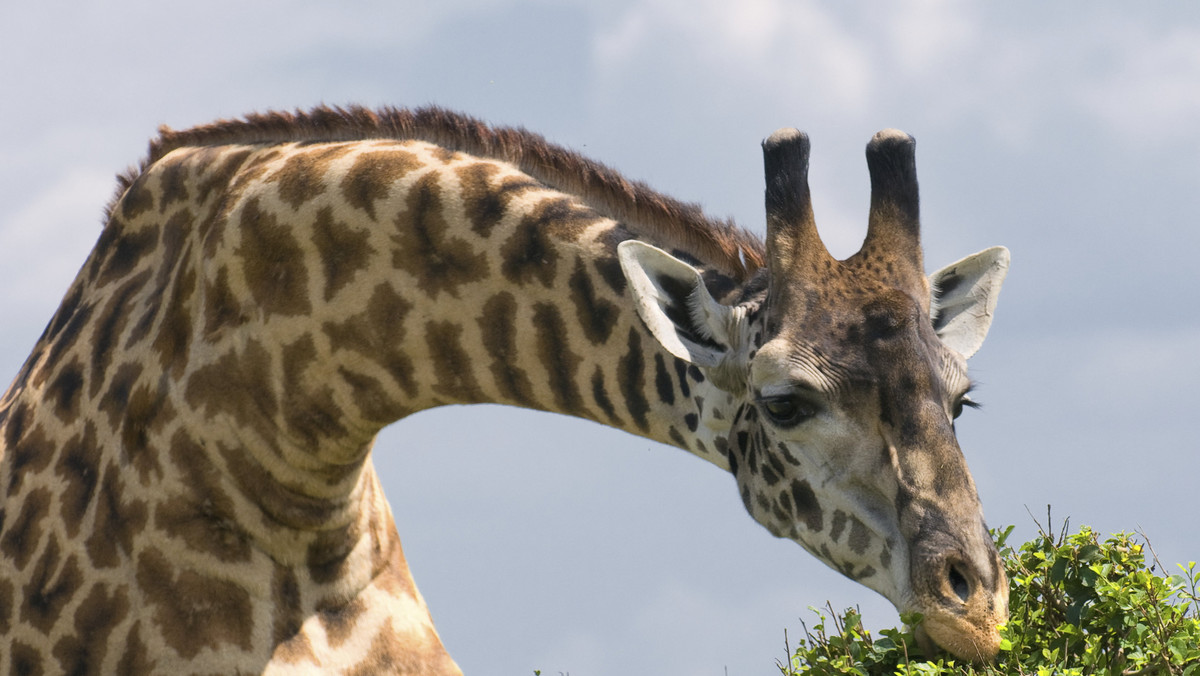 Zwierzęta w zamojskim zoo mają swoje... radioodbiorniki. Zebry i żyrafy słuchają muzyki dyskotekowej, w niektórych boksach gra radio publiczne, a i serwisy informacyjne mają swoich słuchaczy.