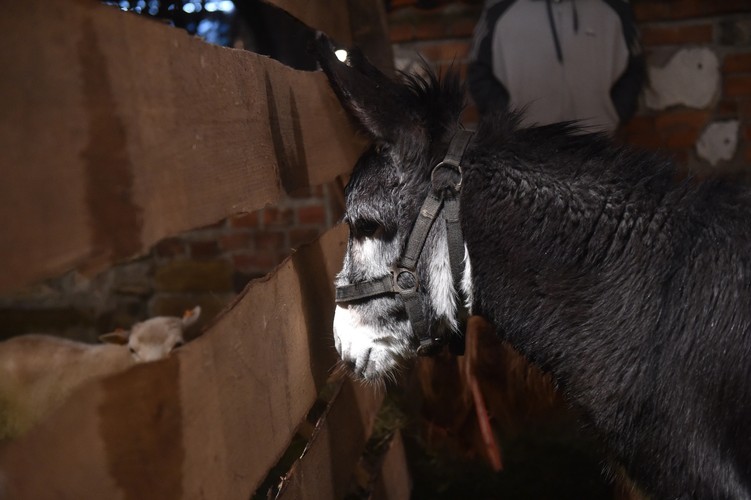 Żywa szopka Ojców Franciszkanów w Krakowie w noc wigilijną 24 bm