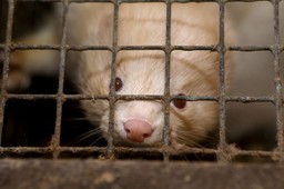 Ostatnia prosta do pustych klatek? Sejm o hodowli zwierząt futerkowych