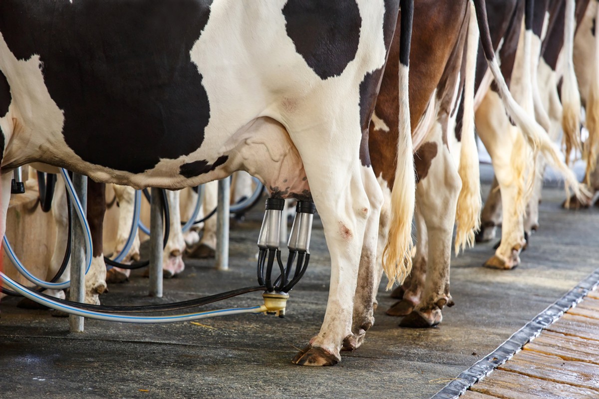Ceny mleka w Polsce biją rekordy. Co czeka polskich producentów i konsumentów?