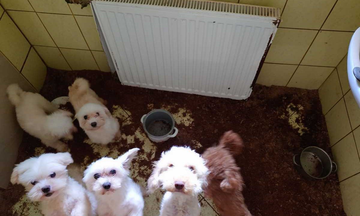 Psy siedziały we własnych odchodach, bez dostępu do wody. Policja zamknęła pseudohodowlę pod Krakowem