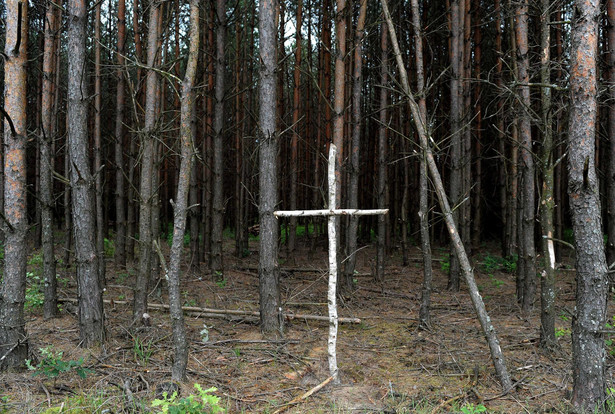 Brzozowy krzyż na skraju lasu przy tzw. trupim polu w rejonie wsi Ostrówki na Ukrainie