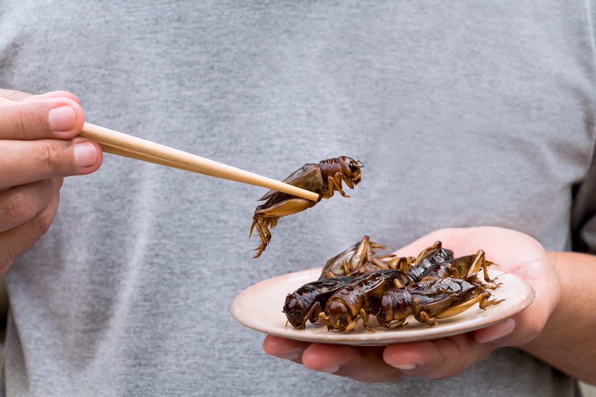 Owad jadalny insekt robak robaki owady insekty jadalne Man's,Hand,Holding,Chopsticks,Eating,Crickets,Insect,On,Plate.,Food