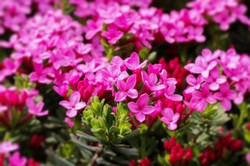 Jego kwiaty to ozdoba każdego ogrodu. Jak dbać o wawrzynka główkowego