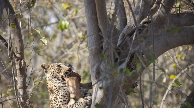 Leopard vadaszik