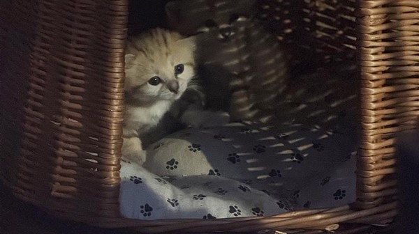 W gdańskim Zoo urodziły sie koty pustynne