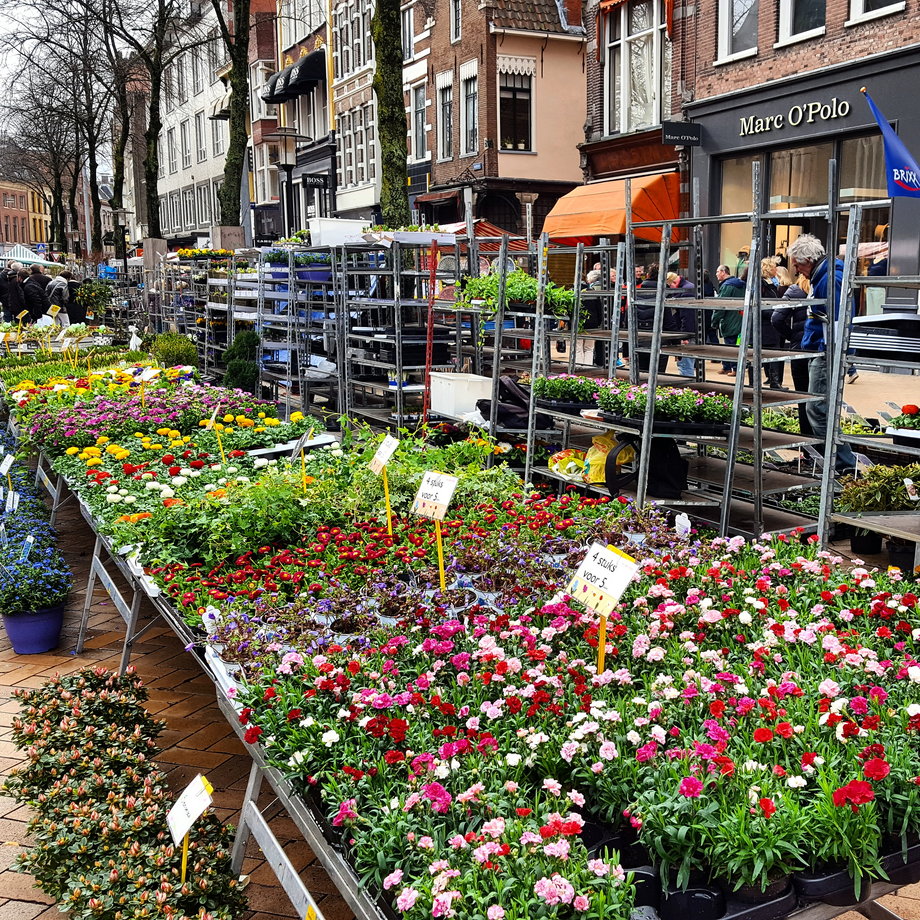 Targ kwiatów w Groningen