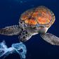 Green sea turtle trying to eat a plastic bag,It seems a jellyfish. Shot made between 3 and 4 metres 