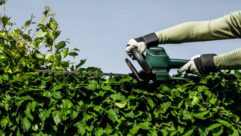 Einhell, Makita & Co.: Wer hat die beste Akku-Strauchschere für den Garten?