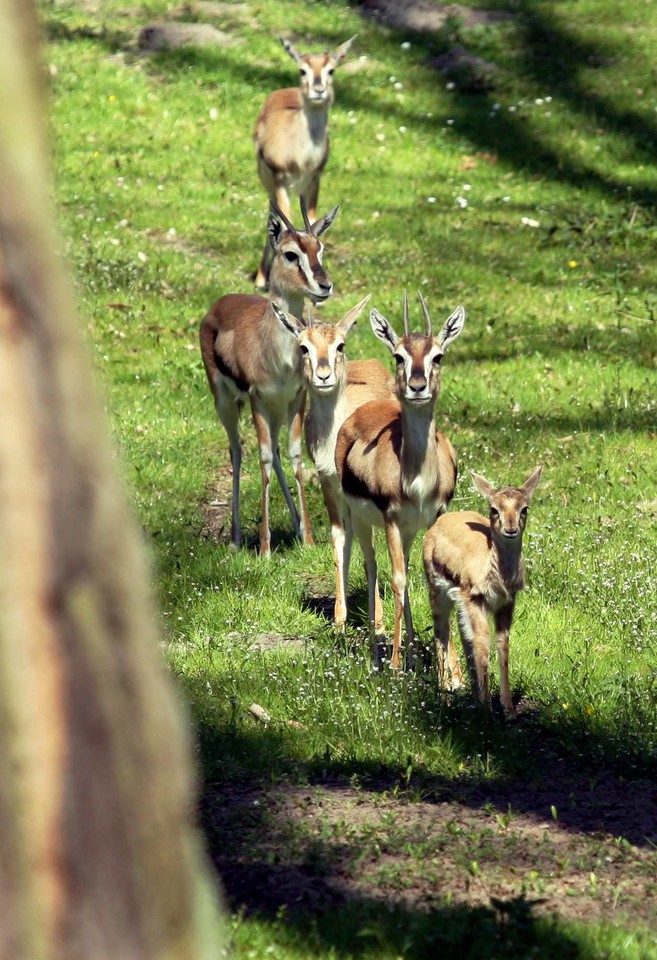 POZNAŃ ZOO GAZELE