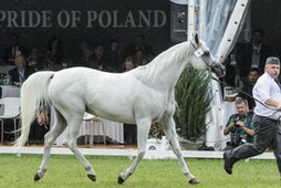 Pride of Poland konie arabskie Janów Podlaski Michałów