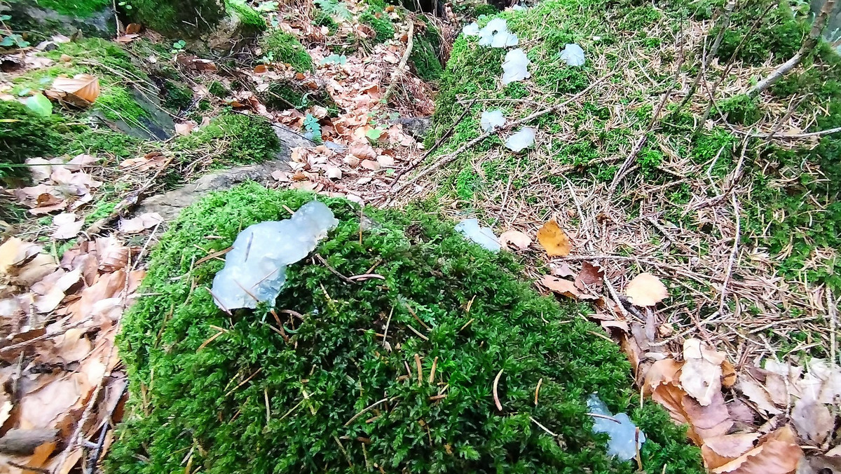 Dziwne galaretki w lasach w rejonie Karpacza. "To nie grzyby"