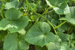 Czym pryskać mączniaka na ogórkach? Domowy sposób zwalczania