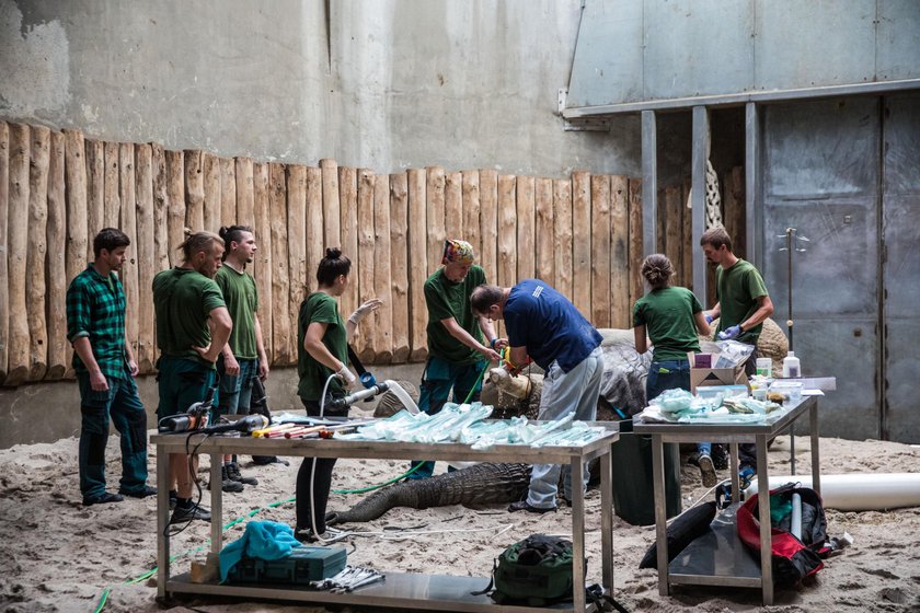 Poznań: operacja słonia Ninio w zoo. Usunięto mu cios