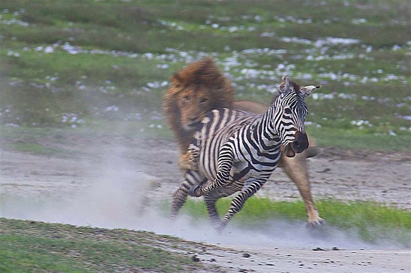 Brawo zebra! Lew dostał w pysk. FOTO