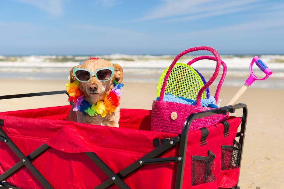 Nagy melegben ne vigyük magunkkal a kutyát a vízpartra! / Fotó: Northfoto