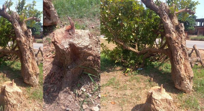 Police, Kumasi chiefs search for person who felled '300-year-old' tree Komfo Anokye planted