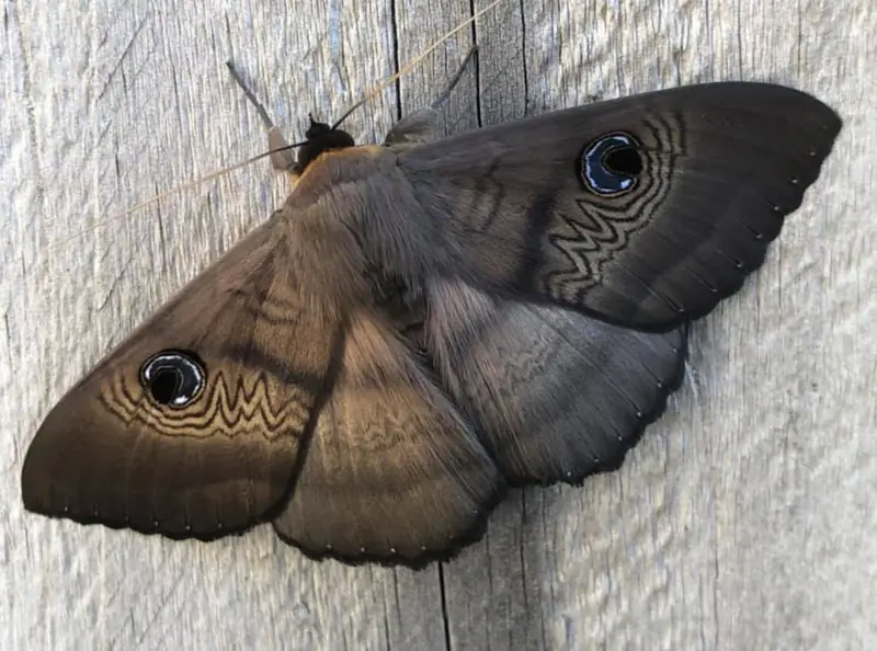 Ogromna ćma opublikowana na grupie Amateur Entomology Australia / Essie Jay Facebook