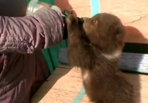 601223_medeved-foto-youtube-reuters