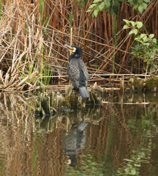 Japońska fauna