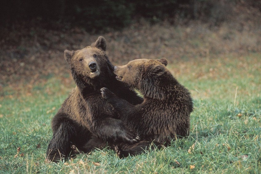 Seljani smatraju da je ubijanje medveda nužnost, iako stručnjaci kažu suprotno