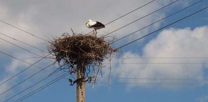 Bociek Florentyna miał dużo szczęścia! FOTO