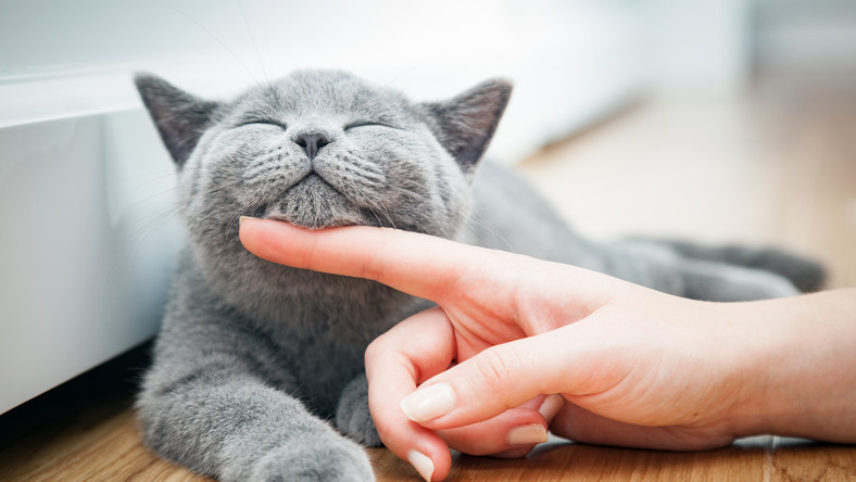 Mrau-terapia - przebywanie z kotem po prostu poprawia nastrój. Jednak głaskanie go i tulenie może mieć też niezwykłą moc. Felinoterapia rozwija zdolność okazywania uczuć i przyspiesza leczenie wielu chorób. Warto mieć kota na punkcie kota.