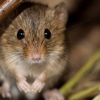Rágcsálók által terjesztett, ritka vérzéses láz fertőzött meg egy idős, magyar nőt