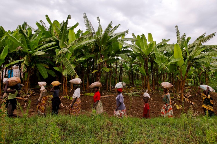 Pigmeje z dżungli w Afryce