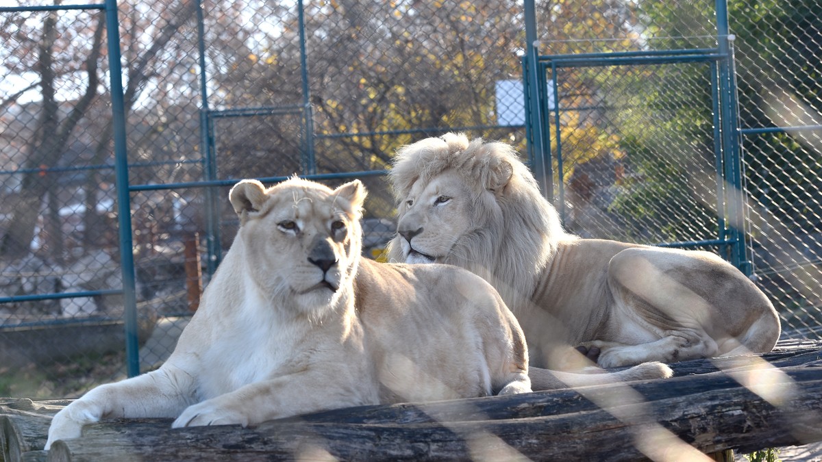 Lavovi zoo vrt