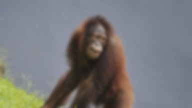 Niezwykłe odkrycie naukowców ws. orangutanów