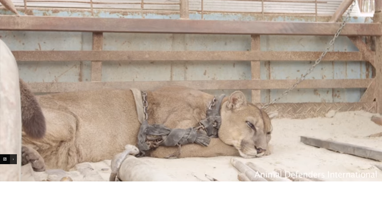 20 év után végre szabadon élhet a láncra vert cirkuszi puma