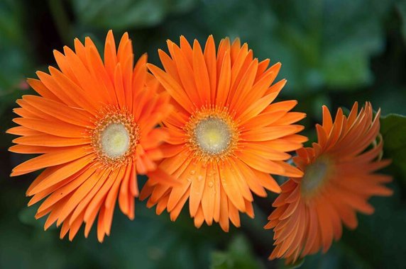 Gerbera Jamesona, łac. gerbera jamesonii