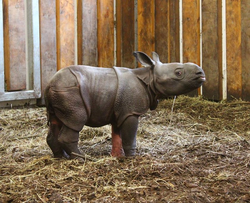 Nowy mieszkaniec zoo