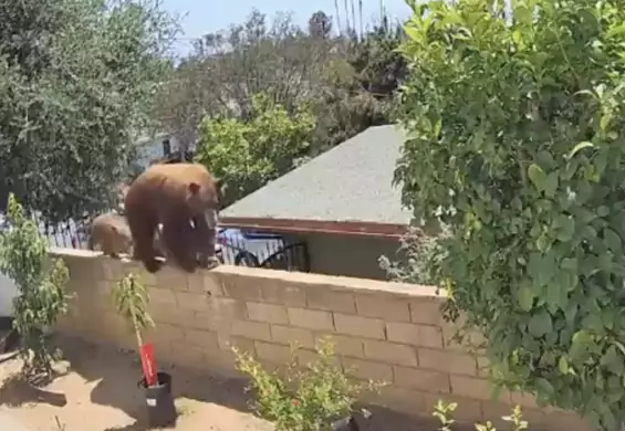 17-latka popchnęła niedźwiedzia, żeby uratować swoje psy [wideo]