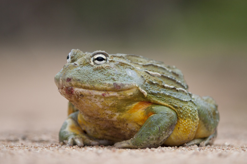 Żaba bucząca, fot. Stuart G Porter/Shutterstock
