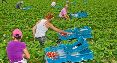 Jeździsz na truskawki do Niemiec? Za fatalne warunki na plantacjach zabierają się związki zawodowe